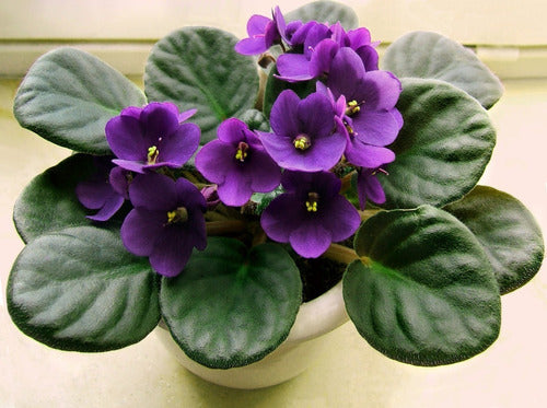 Planta De Violeta Africana Flor Interior Deco Vintage 1