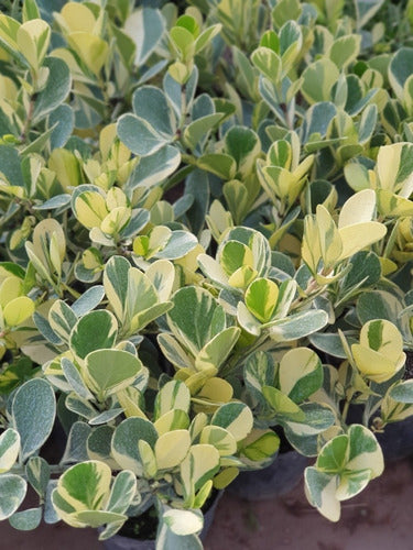 Clusia Fluminensis  Variegada, Novedad ! 3