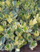 Clusia Fluminensis  Variegada, Novedad ! 3