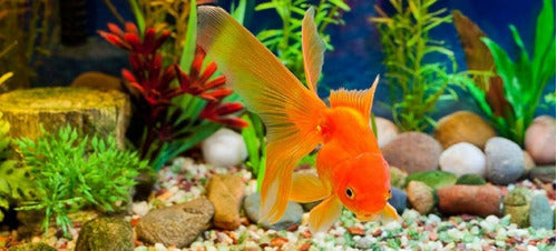 Tetra Goldfish Cold Water Fish Food Flakes 62g 2