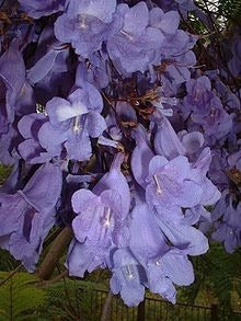 Jacarandá Mimosifolia Árbol Nativo Argentino 2