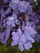 Jacarandá Mimosifolia Árbol Nativo Argentino 2