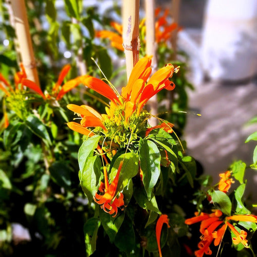 Bignonia Venusta Trumpet Vine Orange 0