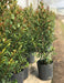 Natural Plants Live Hedges Eugenias X10 Units In 3L 4