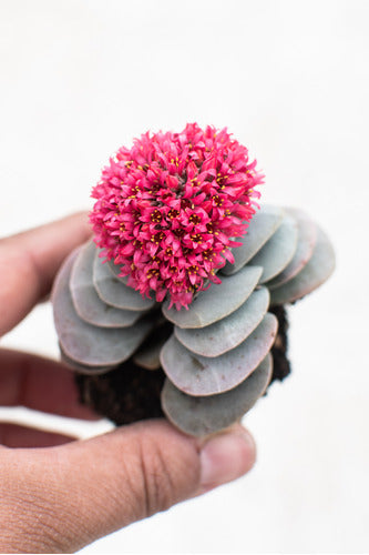 Crassula Morgan's Beauty Suculenta Colección N° 8 0