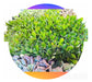 Suculentas Cactus Pack Enraizado X100 Unid. Envios Isiflor 0