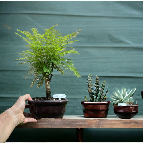 Bonsai Planta Jacaranda 12 Años 40cm En Maceta Esmaltada N4 1