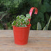 Plantaspaty Metal Bucket in Colors for Hanging 7