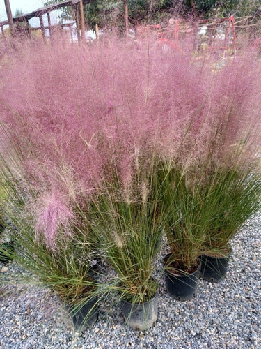 Muhlenbergia Capillaris Pink Flowering Grass Plant 0