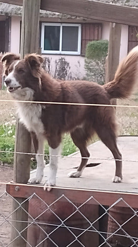 Cachorros Border Collie Chocolate: Purebred Parents on Display 3