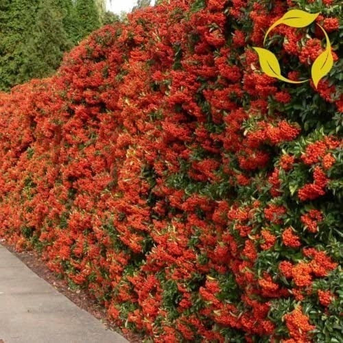 Crataegus ( Pyracantha Coccinea) 1