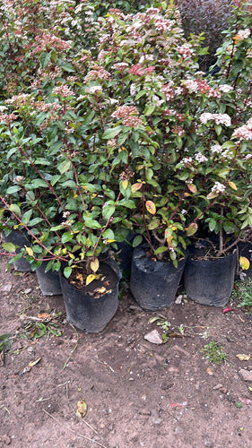 Laurentino Cerco Vivo Envío Variedad D Tamaños Huella Jardin 2