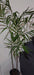 Chamadorea Brand Planta Palmera Chamadorea Bambú Maceta De Cultivo X7lts 2