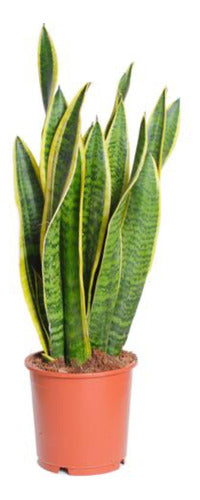 Sansevieria Lengua De Suegra 70cm Pack X 3u Envíos 0