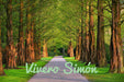 Vivero Simón 4 Trees (2 Chivatos + 2 Pata De Vaca) Free Shipping 7