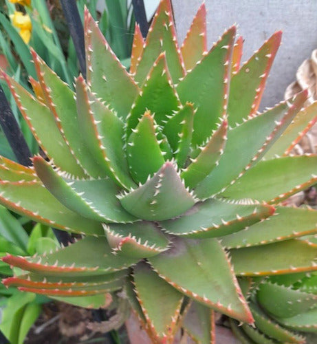 Mix Aloe Crasas Suculentas Brevifolia Black Juvenna White 1