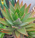 Mix Aloe Crasas Suculentas Brevifolia Black Juvenna White 1