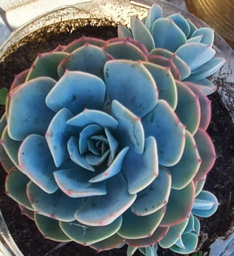 Echeveria  Imbricata 1