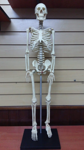 Mini Skeleton 85cm Height 1