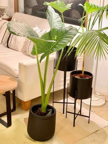 Deco Nórdica Maceta Gota + Planta Strelitzia Alocasia Living Balcon Ofic 0