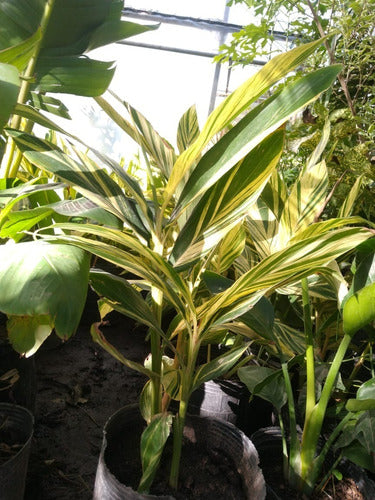 Clorofila_Plants Alpinia Variegated Plant in 5 Liters 1