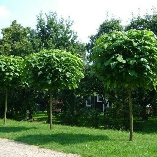 Catalpa Americana  ( Catalpa Bignonioides) 5