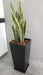 Ohana Arte Natural Sansevieria Espada De San Jorge + Maceta 2