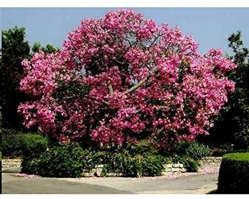 TROPICA Palo Borracho Rosado ! Ceiba Speciosa (Chorisia Speciosa) 4