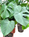 Monstera - Swiss Cheese Plant (Promo x 2) 1