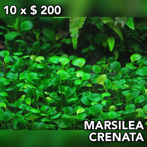 Marsilea Crenata Aquarium Plant 0