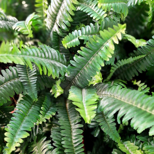 Nephrolepis Obliterata 'Jester's Crown' Fern 0