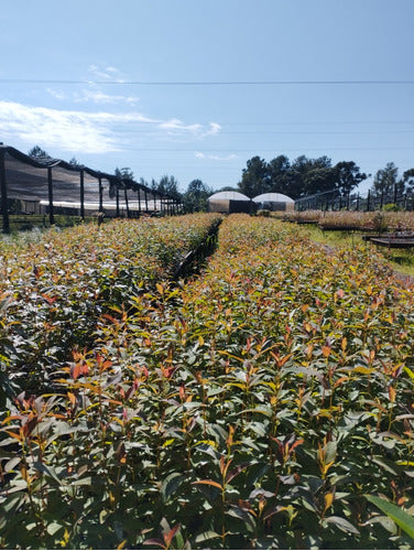 Eucalyptus Grandis Seedlings X50 Units 1