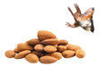 Almond Guara 800 Grams | Premium 0