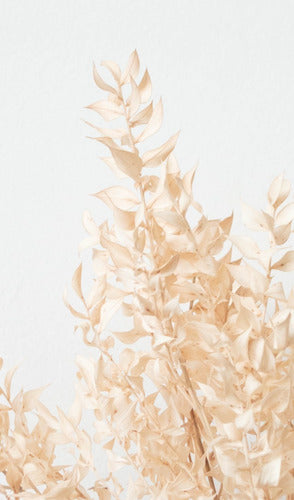 Momantai Decoración Artesanal Ruscus Dried Flower Bouquets - Dried Flowers Decoration 1