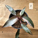 Philodendron Pink Princess 3