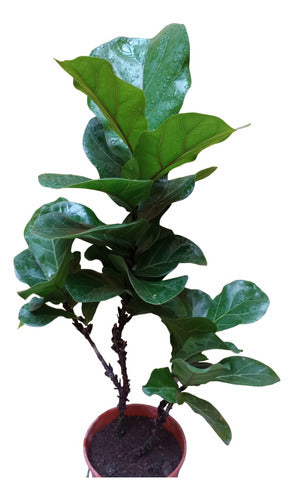 GEO PACA Ficus Pandurata Grande Doble Ramificado 0