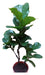 GEO PACA Ficus Pandurata Grande Doble Ramificado 0