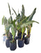 Zotami Plantas Strelitzia Reginae Flor Pajaro Ave 7L Naranja 0