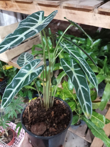 Alocasia Bambina Plant 1