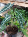 Alocasia Bambina Plant 1