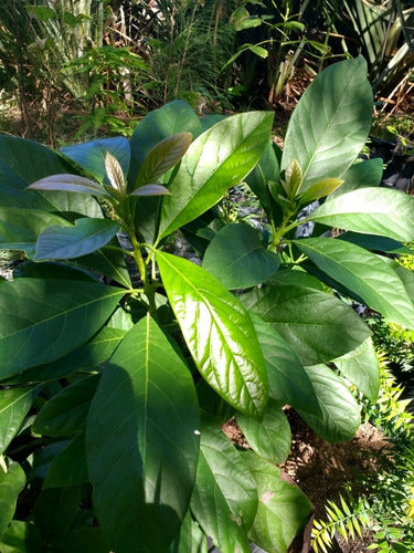 Árbol De Palta 3