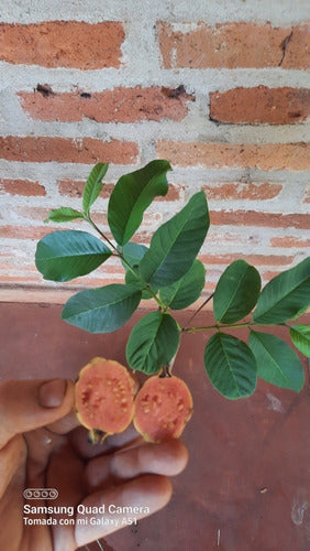 Plantas Frutales  De Guayaba Pulpa  Rosada!!!. 0