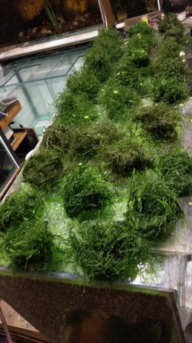 Java Moss for Aquariums 7