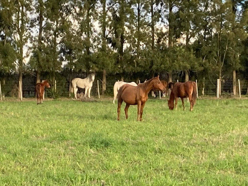 Yaguas Árabes Y Padrillos 3