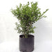 Planta De Buxus Ideal Para Cercos 1