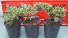 Junipero Sonare (Procumbens Nana) Ideal Bonsai - Arbol Hermano 2