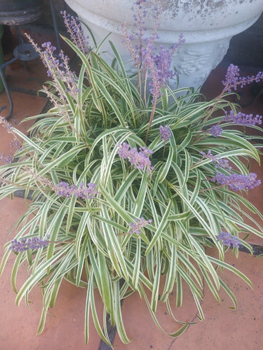 Planta Liriope 2