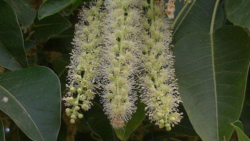 Ombú Phytolacca Dioica Árbol Nativo 1