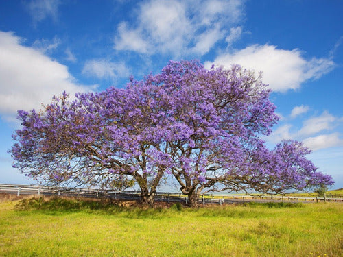 Jacarandá Mimosifolia Árbol Nativo Argentino 1