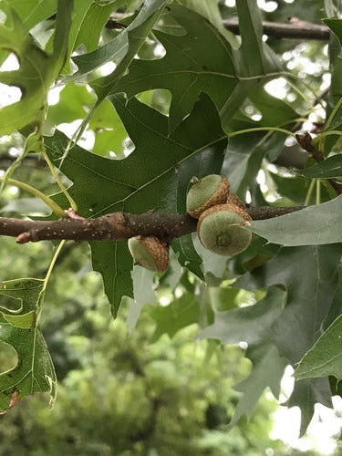 Quercus Palustris (roble De Los Pantanos) ! 6